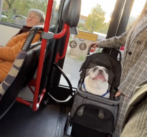 french bulldog on a bus